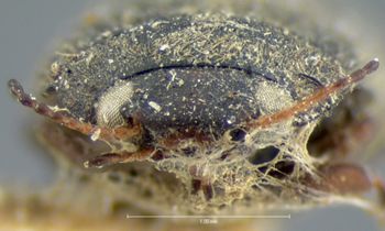 Media type: image;   Entomology 6003 Aspect: head frontal view